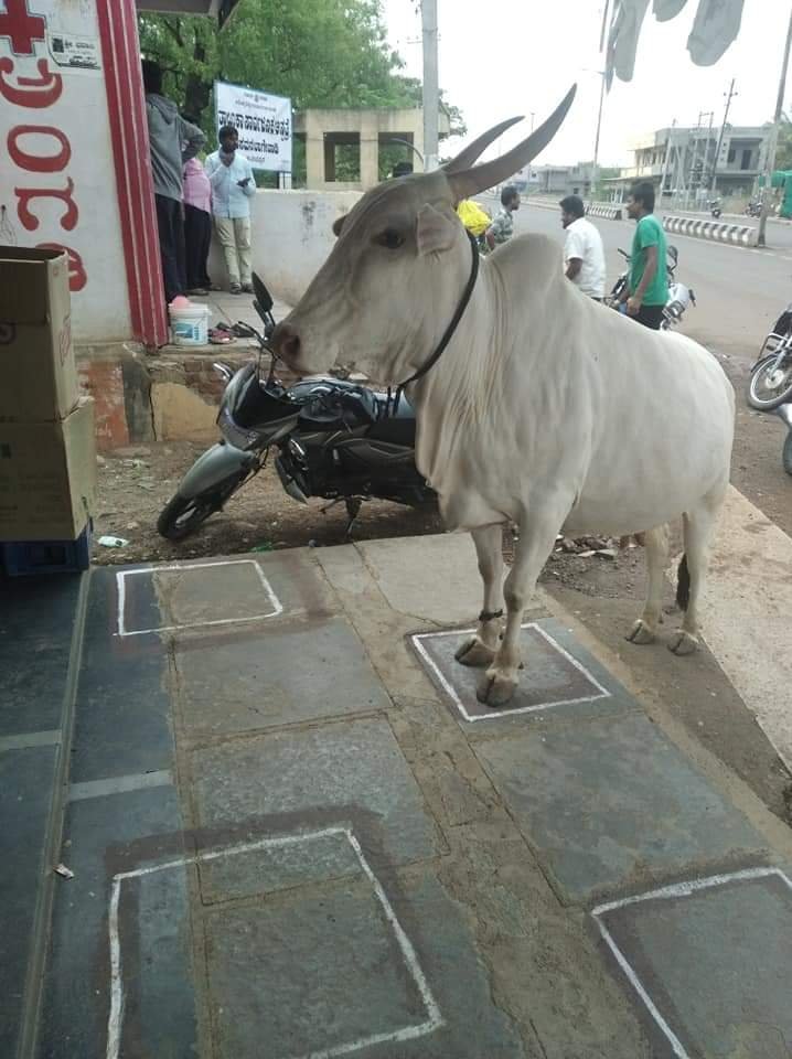 Learn social distancing...from a cow! 1 IMG-20200419-WA0003