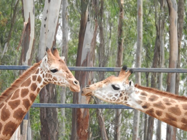 BPP's lonesome female giraffe gets a beau! 4 IMG-20200424-WA0092