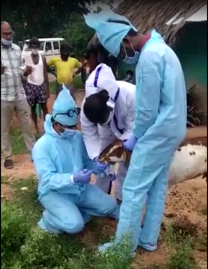 Tumkuru Goat Swab