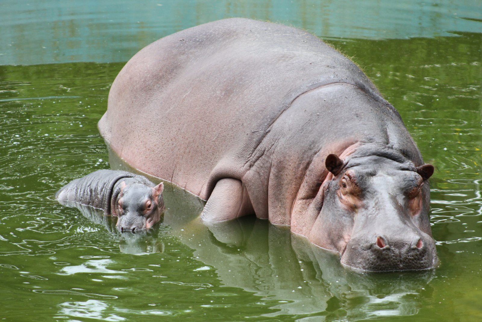 Baby that's a boon to Bannerghatta 1 Newborn hippo will give a boost to zoo's footfalls