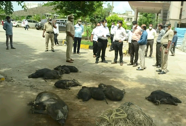 Piggy family evicted from Kalaburagi hospital 10 Screenshot_2020-07-20-15-50-52