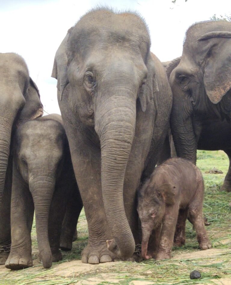 Bannerghatta Biological Park elephant Roopa..