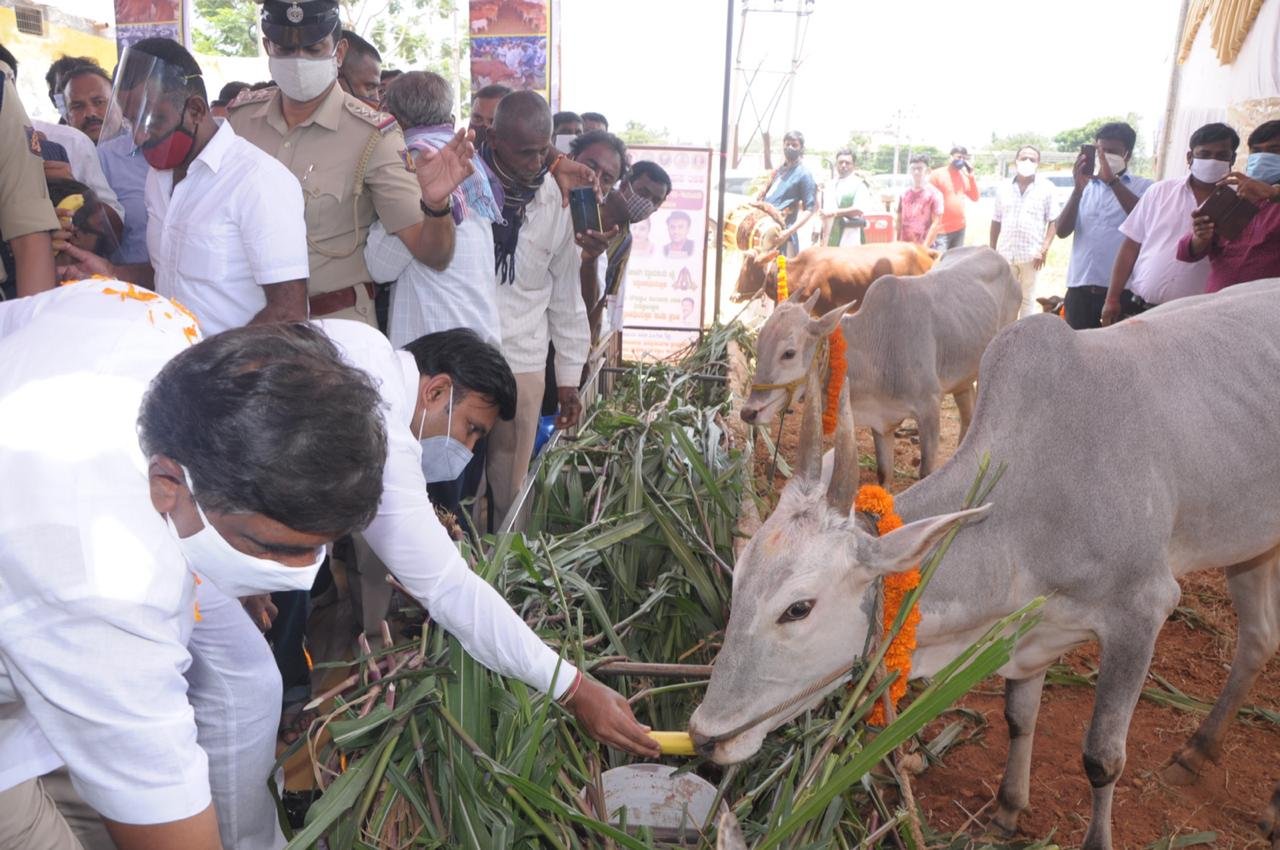 Karnataka govt cautioned against amending anti cow slaughter Act 1 Cow slaughter a sin, BJP committed to banning it: Sudhakar