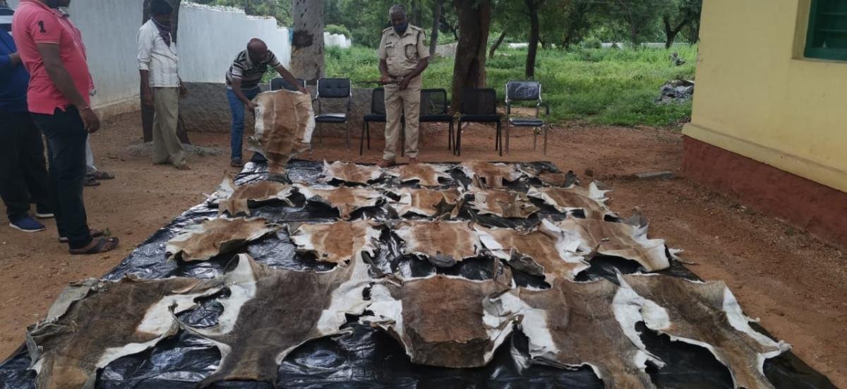20 blackbuck skins recovered from poachers Koppal