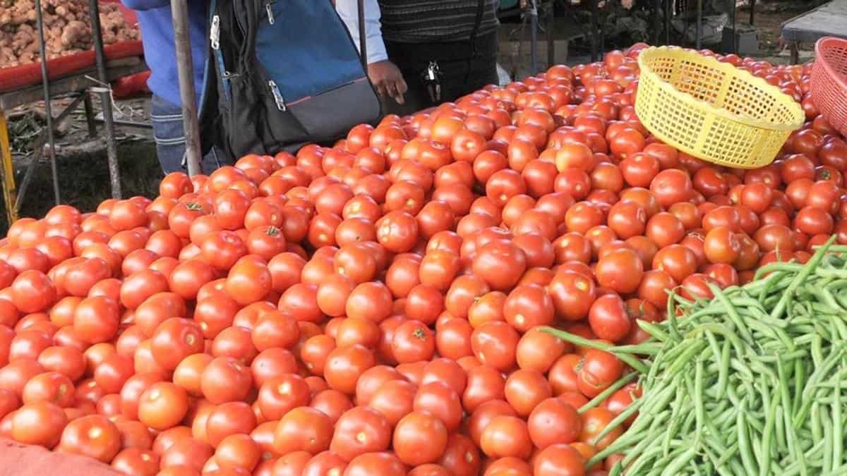 Tomato thebengalurulive.com