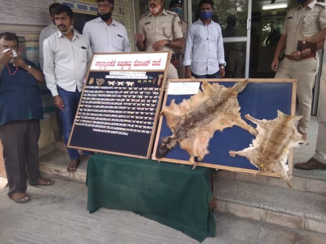 Four held for selling animal skin, claws 1 Four held for selling animal skin, claws
