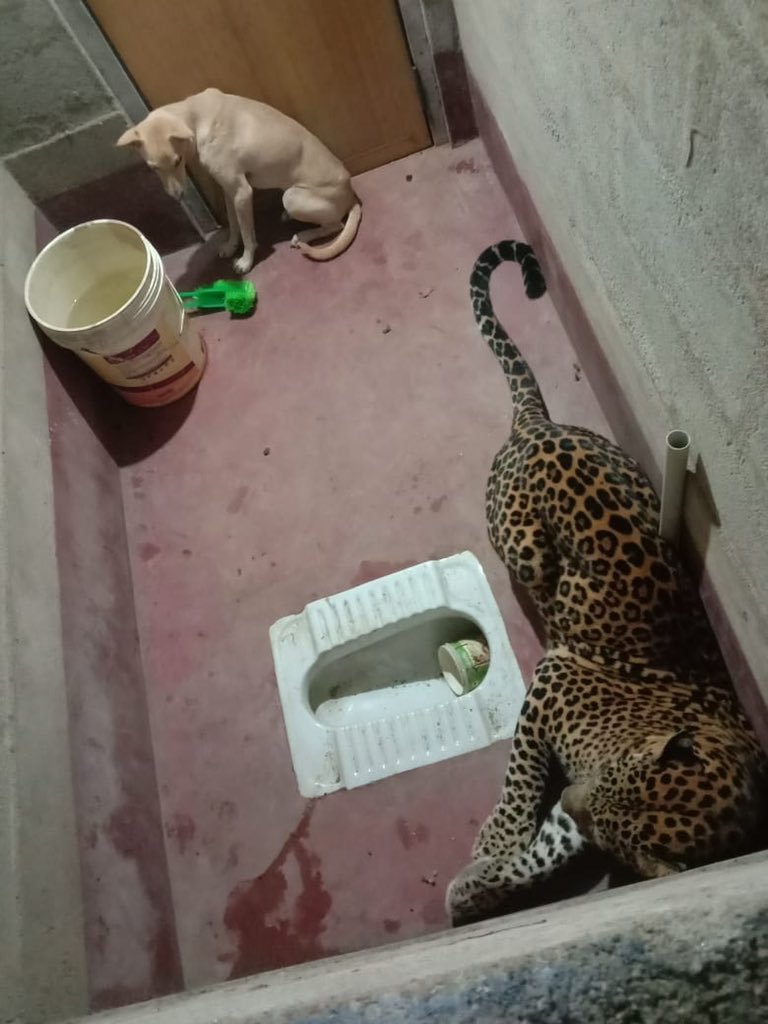 Leopard, dog 'locked' in toilet!