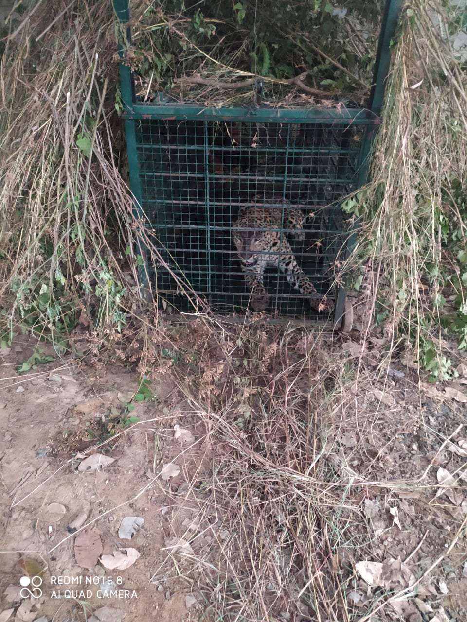 Leopard giving nightmares to Bengaluru residents finally captured