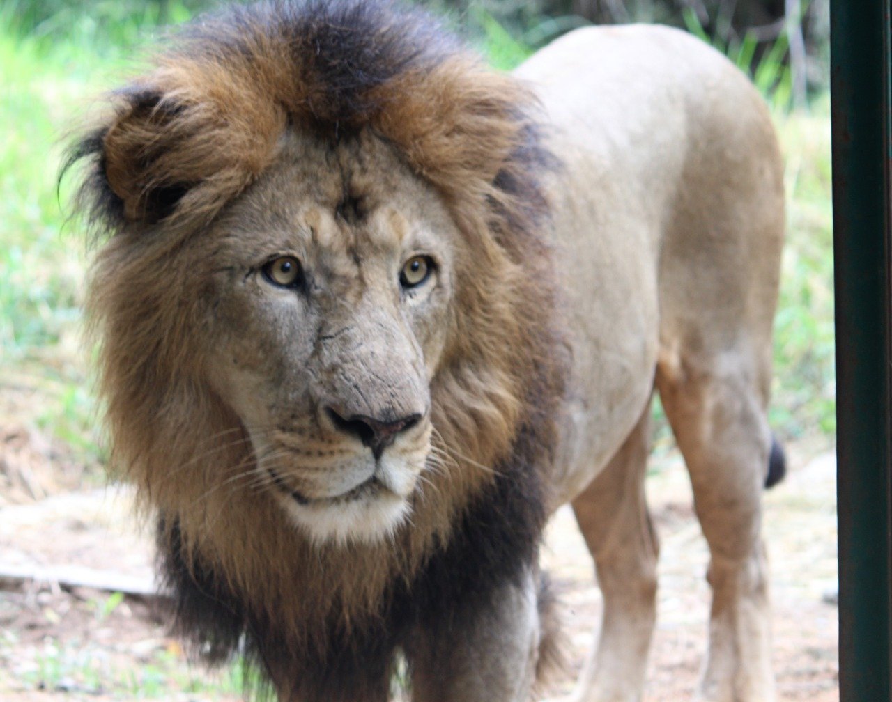 lion