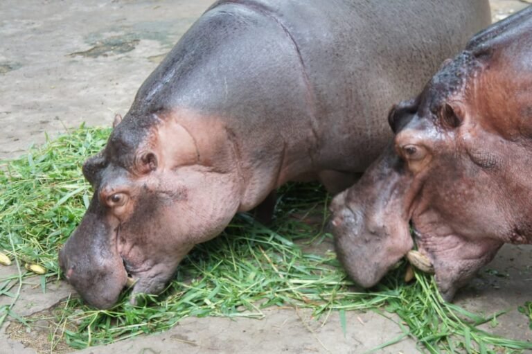 Donations pour in for Bannerghatta zoo 2 Bannerghatta Park animals