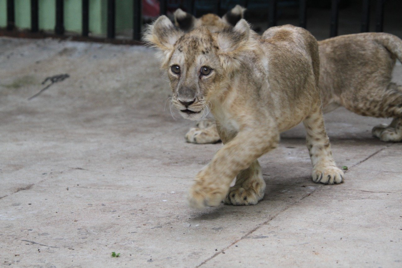 Bengalureans, open your hearts to Bannerghatta zoo animals! 1 WhatsApp Image 2021-06-07 at 3.38.43 PM