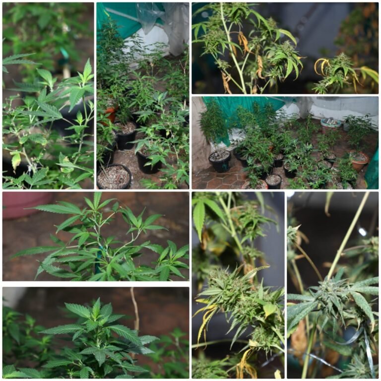 Bengaluru cops arrest 4, including 2 Iranians, and seize marijuana worth Rs 1 crore