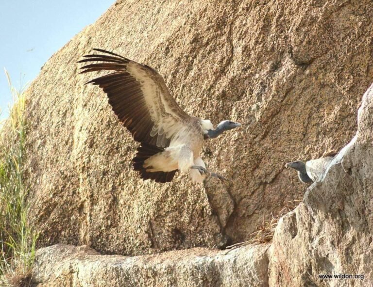 Bannerghatta Park to breed endangered vultures 4 Bannerghatta Park to breed endangered vultures