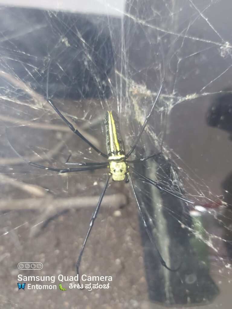 Take a look at Bannerghatta Butterfly Park's unique spider! 10 Take a look at Bannerghatta Butterfly Park's unique spider!