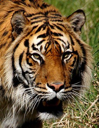 75-year-old man, his teenage grandson killed in tiger attacks in Karnataka's Kodagu 1 Tiger
