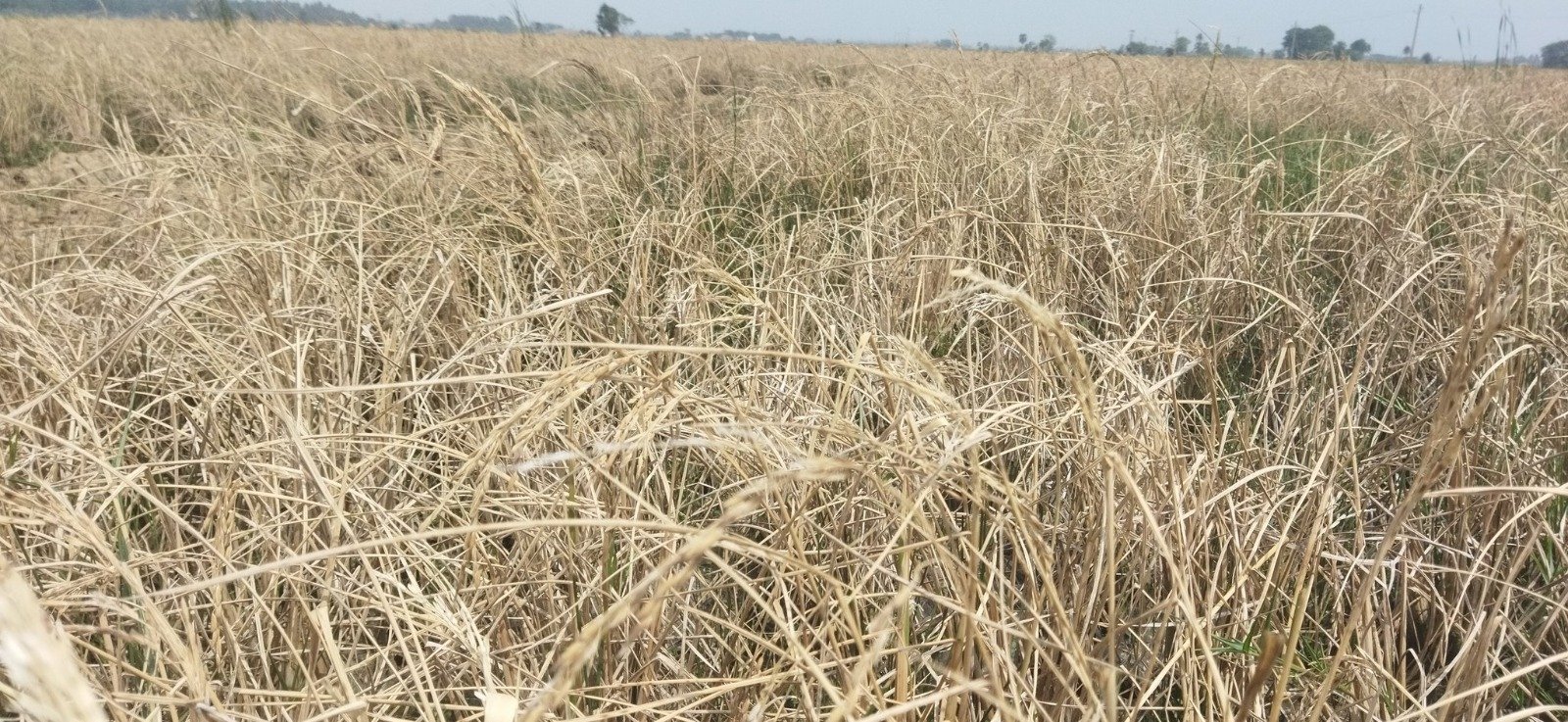 Centre discontinues sale of rice, wheat under OMSS to state govts to check price rise