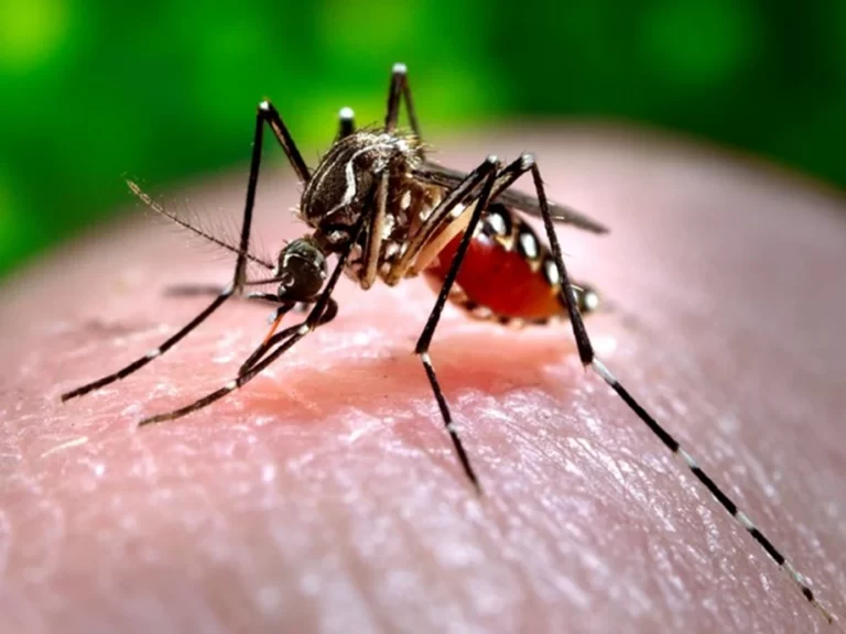 WHO warns of dengue risk as global warming pushes cases near historic highs