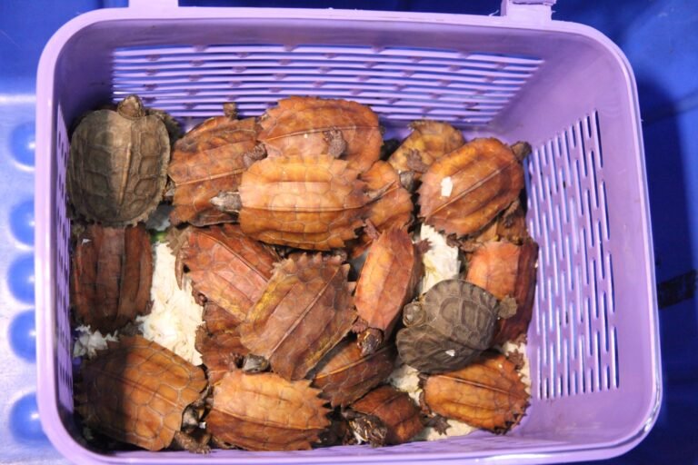 234 reptiles smuggled from Bangkok rescued at KIA by Customs officials, joey dies 6 234 reptiles smuggled from Bangkok rescued at KIA by Customs officials, joey dies