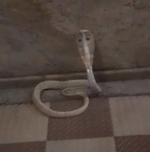 White Cobra Found in Kolar