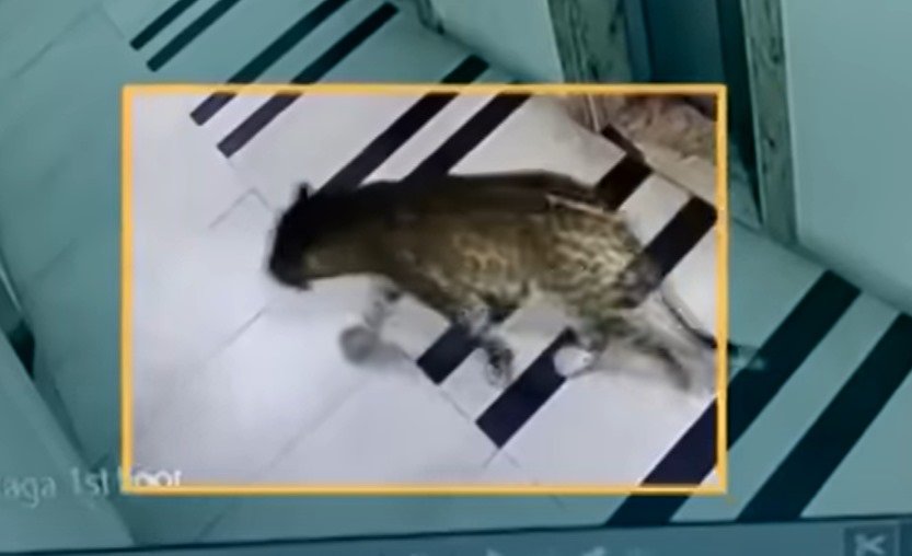 Leopard Sightings Continue to Plague Bengalureans | Forest Officials Struggle to Capture Elusive Predator