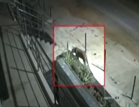 Leopard That Attacked Girl Inside House Compound Finally Captured