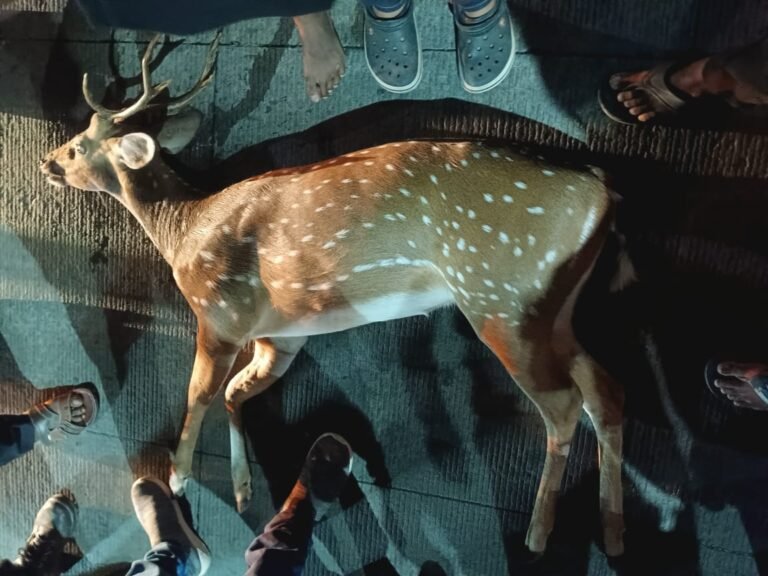 Fatal Collision on Koramangala 100 Feet Road: Deer Succumbs in Bengaluru Accident 6 Male deer died in accident near Koramangala 100 feet road in Bengaluru