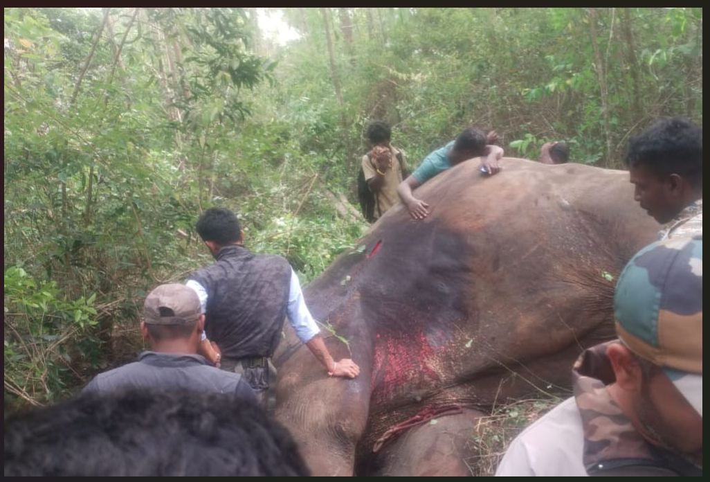 Mysuru Dasara's Golden Howdah Carrier, Arjuna, Loses Life in Wild Tusker Encounter