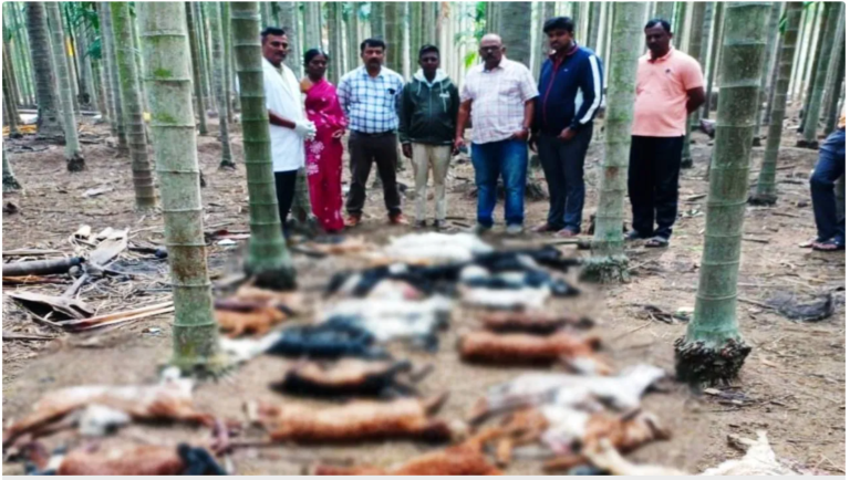 Chikmagalur | Leopard Attack Claims Lives of 31 Sheep 7 Chikmagalur | Leopard Attack Claims Lives of 31 Sheep