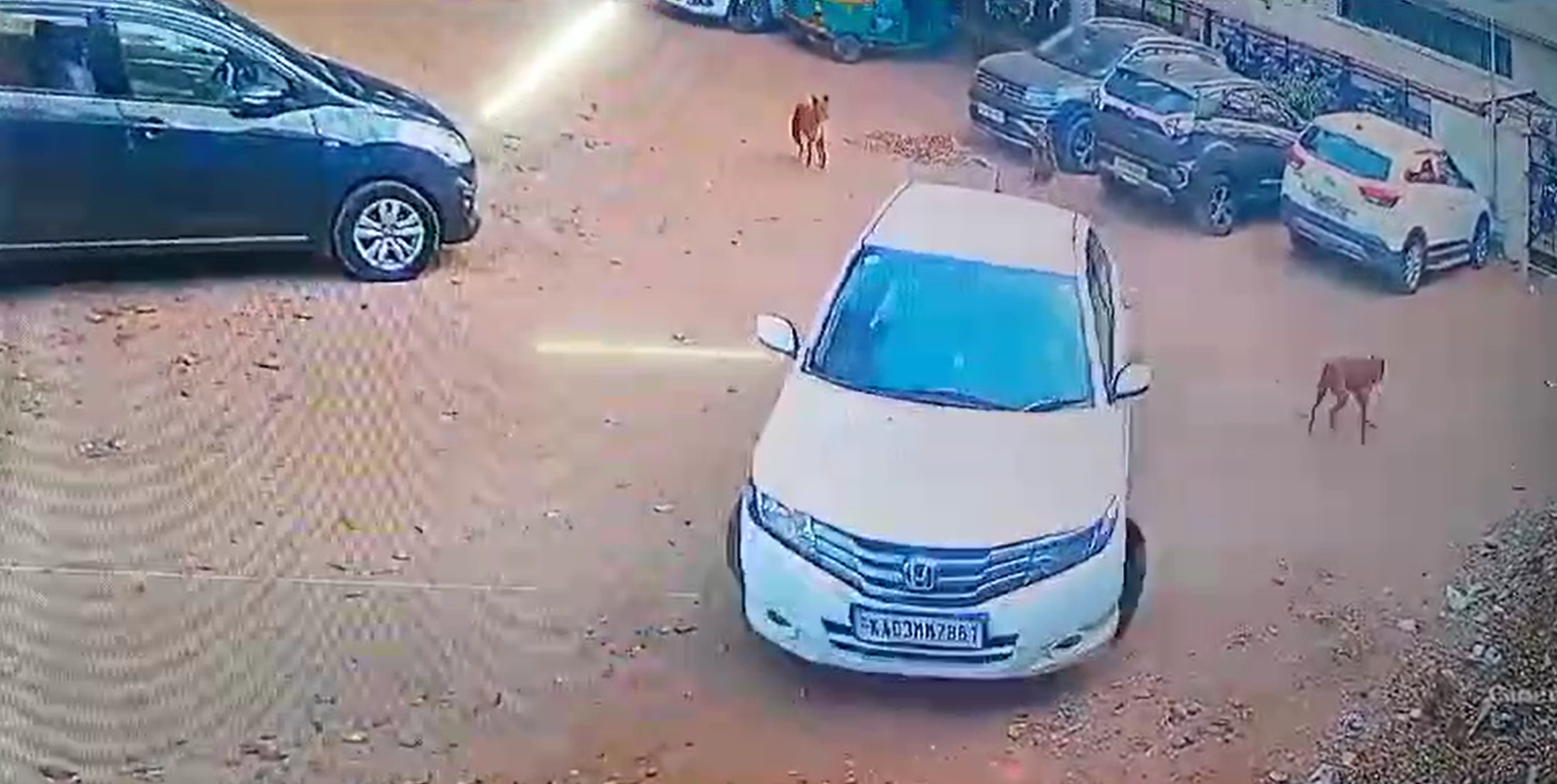 Disturbing Footage: Car Fatally Runs Over Sleeping Dog in Bengaluru