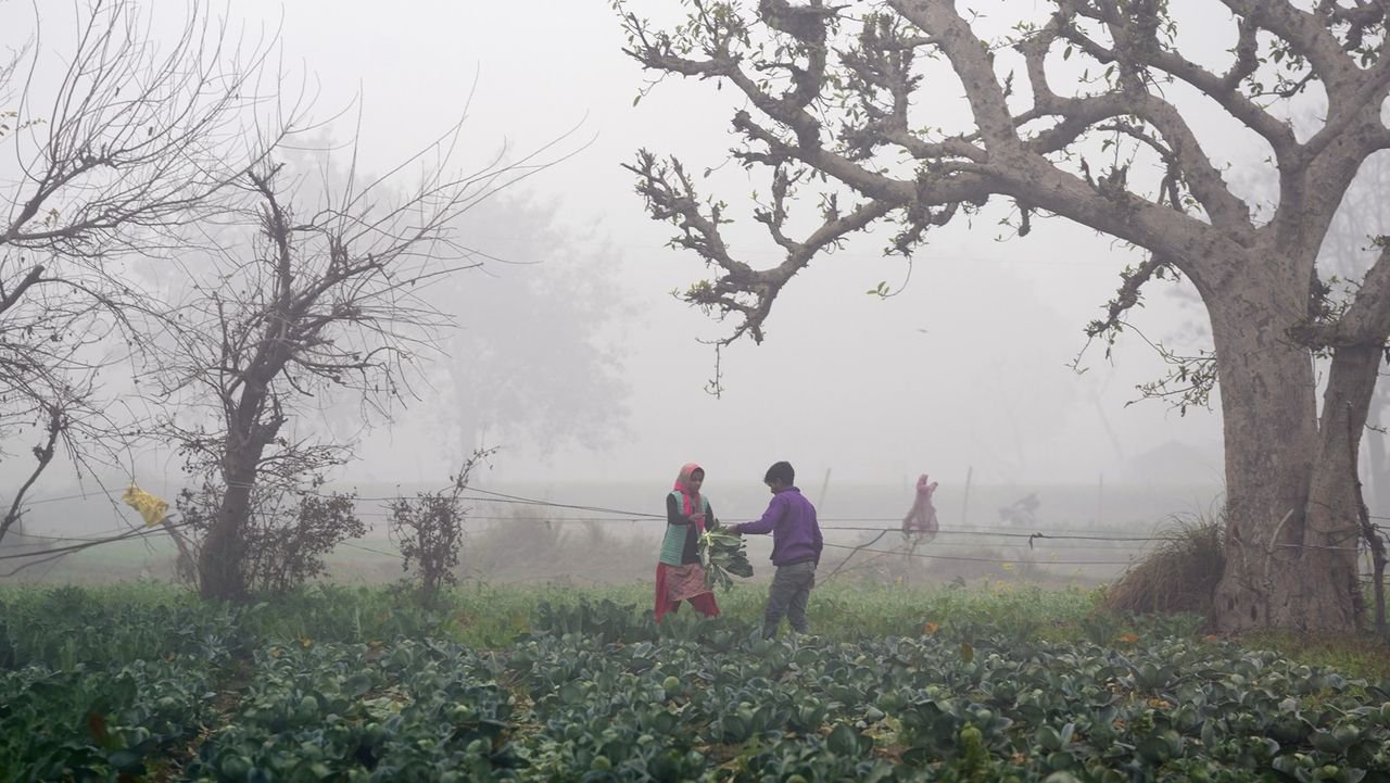 Foggy morning in parts of Punjab, Haryana; Amritsar records 4.2 deg C 1 Foggy morning in parts of Punjab, Haryana; Amritsar records 4.2 deg C