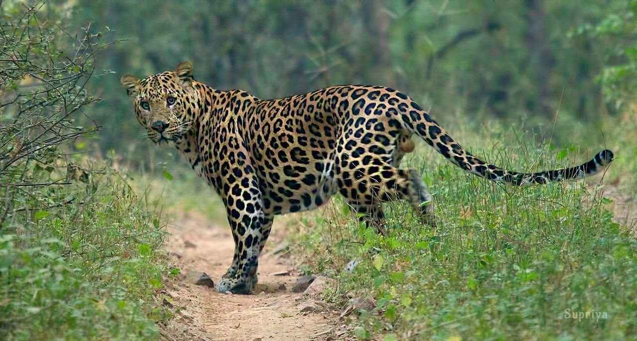 India's leopard population rises to 13,874; slight dip in Shivalik hills, Indo-Gangetic Plains 1 India's leopard population rises to 13,874; slight dip in Shivalik hills, Indo-Gangetic Plains