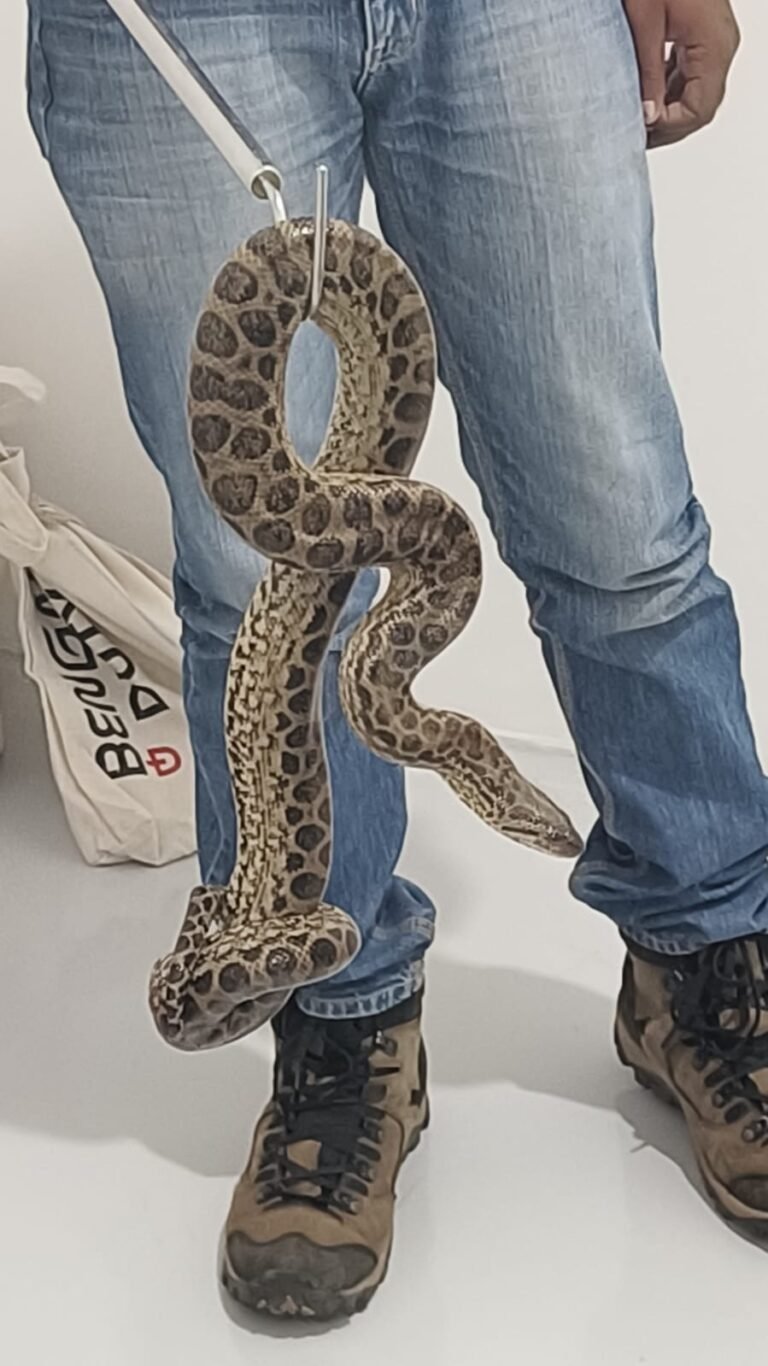 Illegal Anaconda Trafficking: Foreign Passenger Arrested by Customs Officers in Bengaluru