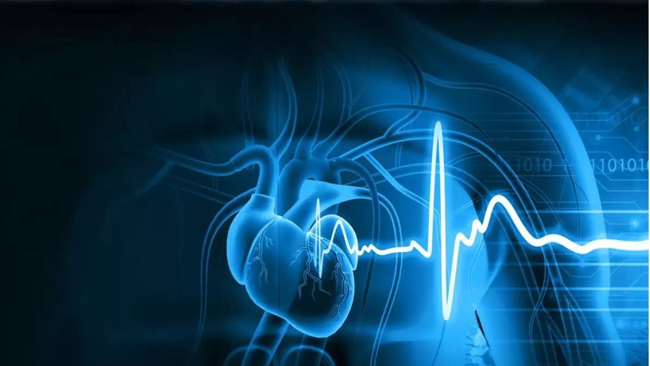 What the unique shape of the human heart tells us about our evolution 1 What the unique shape of the human heart tells us about our evolution