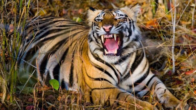 Farm labourer mauled to death by tiger in UP's Lakhimpur Kheri