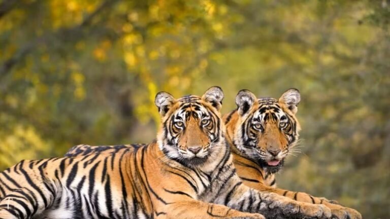 Similipal Tiger Reserve opens for tourists after cyclone Dana