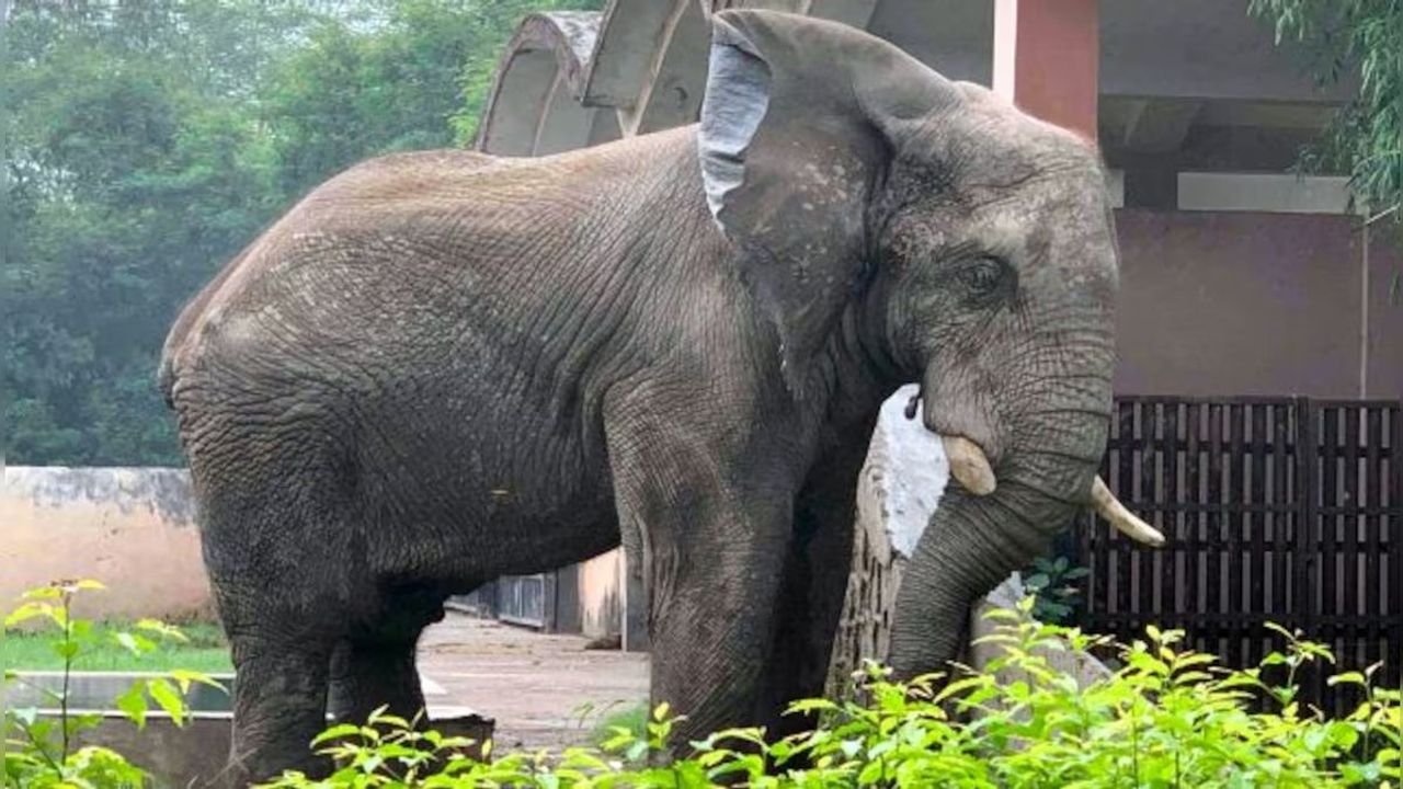 Global body suspends Delhi zoo membership amid concern over African elephant's welfare