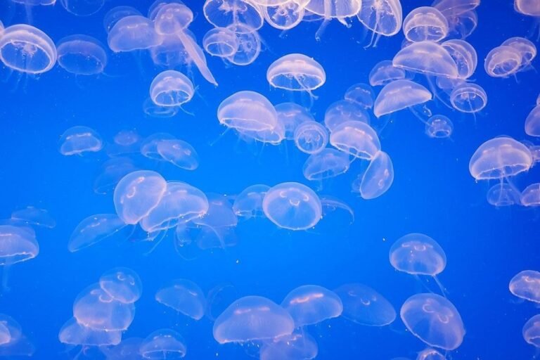 Seen a jellyfish off the dock? You’re not imagining things — they’re increasingly in our lakes