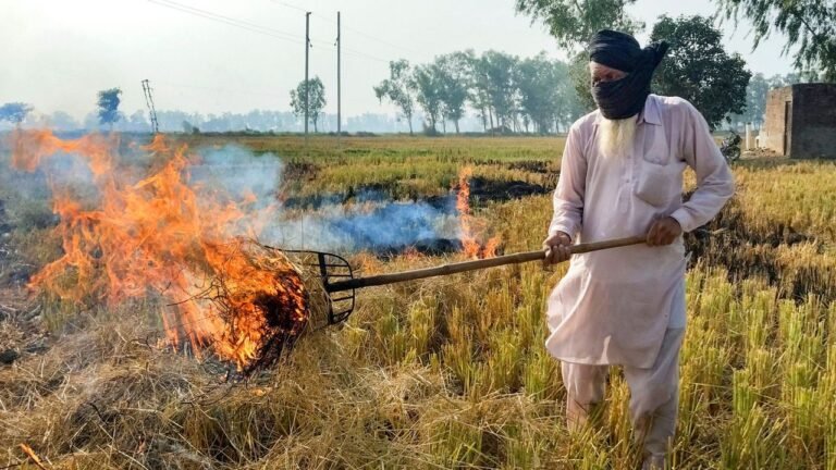 Punjab reports season's highest farm fire cases at 1,251; total touches 9,655 7 Punjab reports season's highest farm fire cases at 1,251; total touches 9,655
