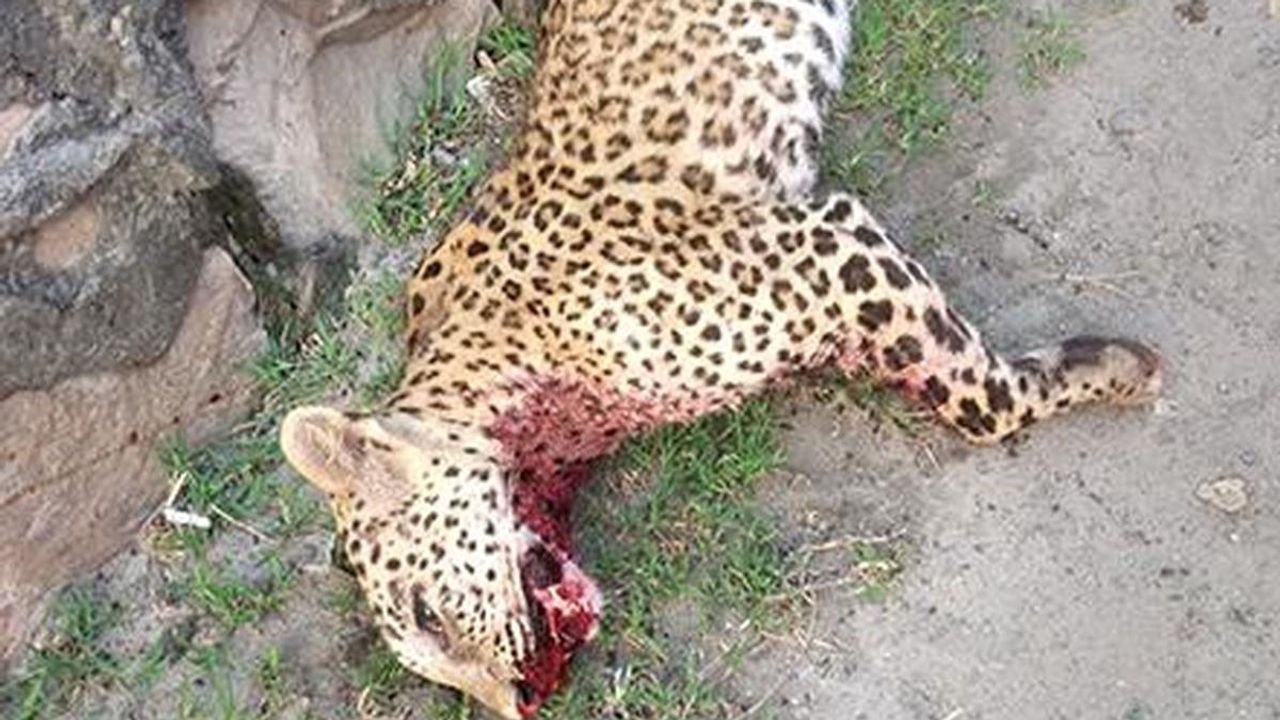 Leopard rescued in MP's Bandhavgarh reserve after attack on 4 persons dies 1 Leopard rescued in MP's Bandhavgarh reserve after attack on 4 persons dies