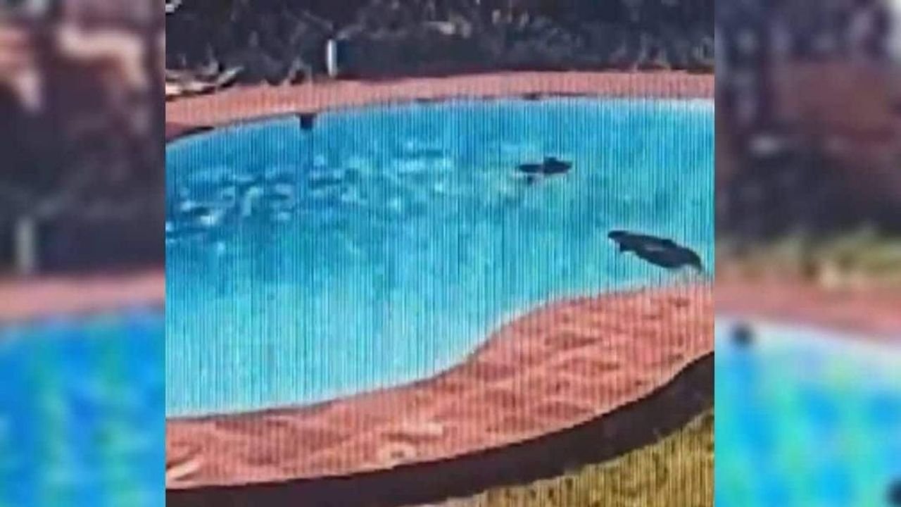 Three women drown in resort pool near Ullal beach in Karnataka; No lifeguard on duty 1 Three women drown in resort pool near Ullal beach in Karnataka; No lifeguard on duty