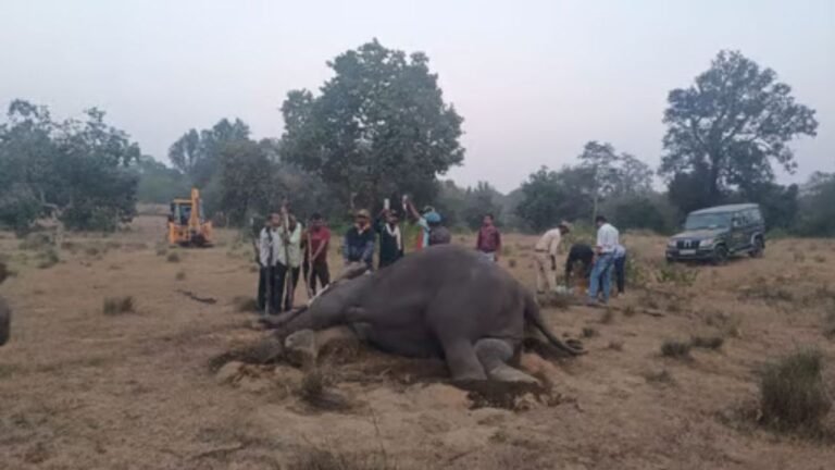 Post Bandhavgarh tusker deaths, MP to use satellite collars to track elephants
