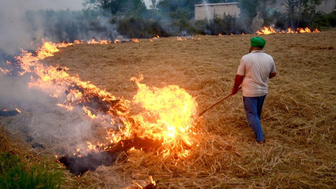 Punjab stubble burning: Show cause notices issued to 2 SDMs, 2 SHOs in Moga