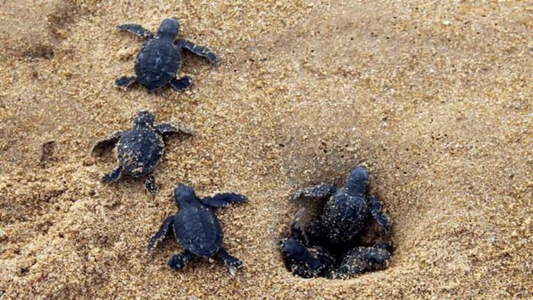 Marine fishing ban enforced along Odisha coast for Olive Ridley turtle conservation