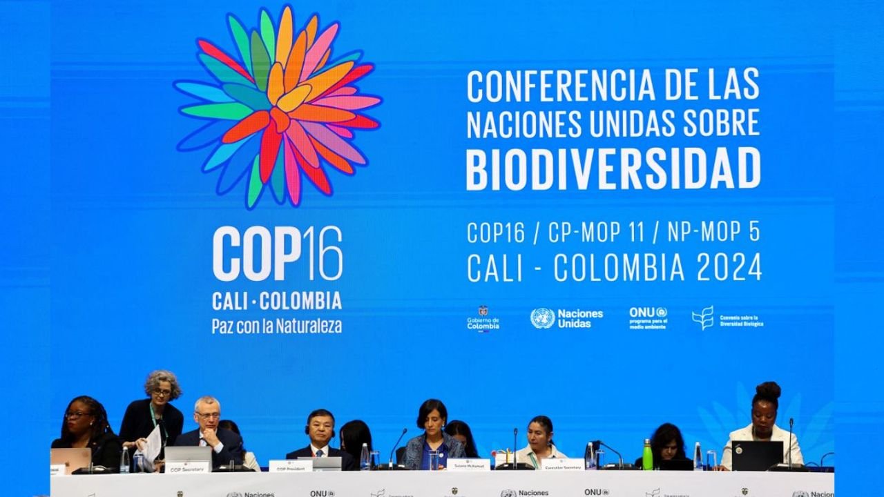 5 things you can do to end the biodiversity crisis as the world talks about it at COP16