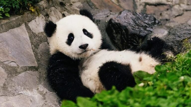 Population of cuddly giant Pandas in China rises to 1,900 as survival rate goes up 4 Population of cuddly giant Pandas in China rises to 1,900 as survival rate goes up