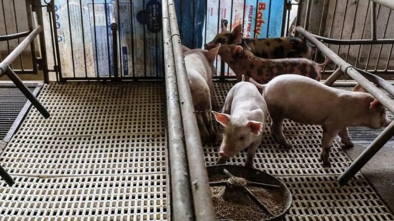 Bird flu detected in pigs – here’s why virologists are concerned