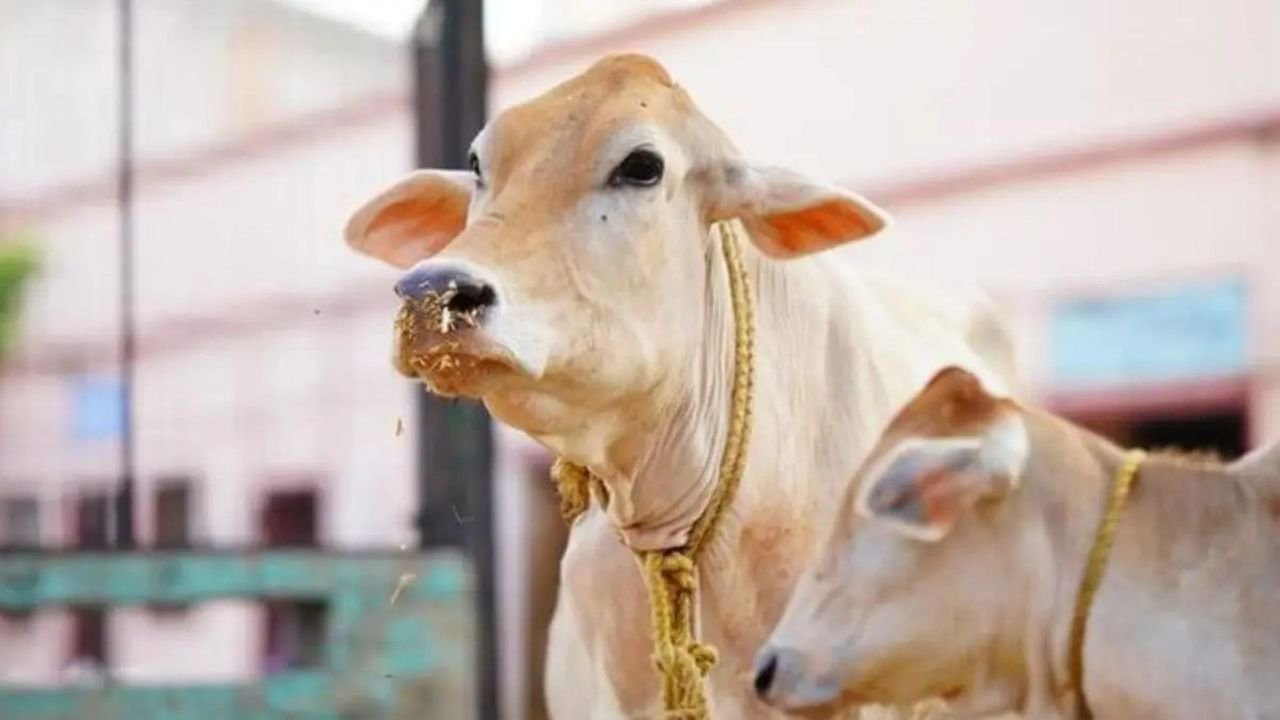 AI-enabled pendants for cows to ensure safety and well-being 1 AI-enabled pendants for cows to ensure safety and well-being