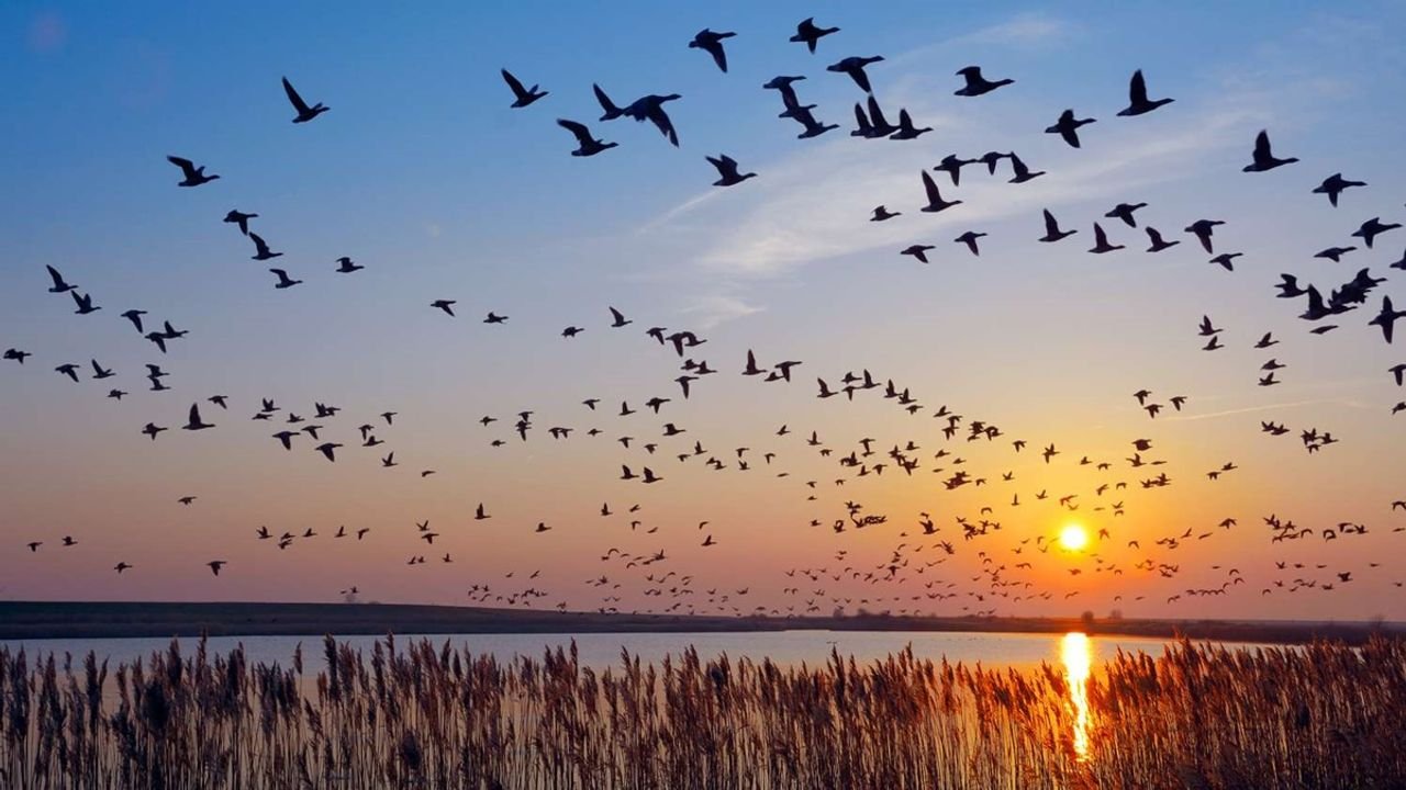 Winged visitors flock to water bodies in Jharkhand 1 Winged visitors flock to water bodies in Jharkhand