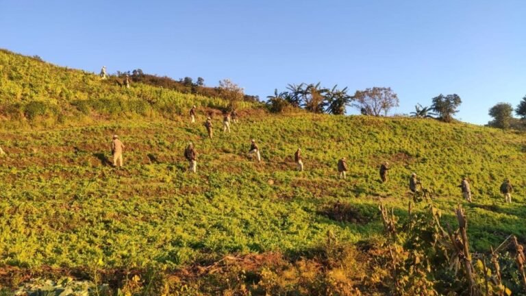 70 acres of illegal poppy cultivation destroyed in Manipur’s Ukhrul