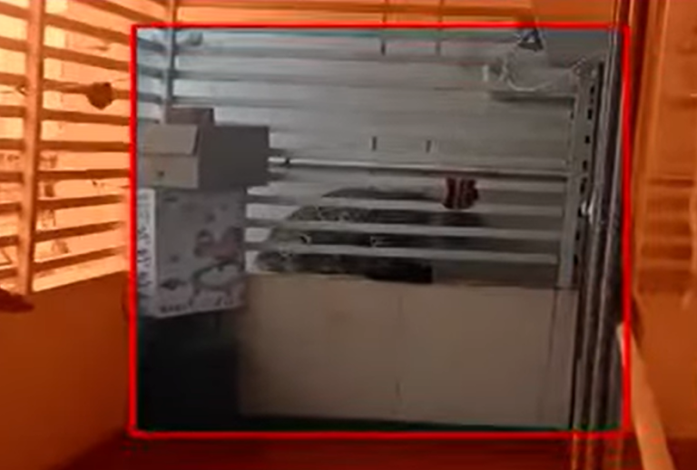 Bengaluru | Quick-Thinking Couple Traps Rogue Leopard in Home 11 Bengaluru | Quick-Thinking Couple Traps Rogue Leopard in Home